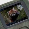 Camera Wild 1080P 12MP IP56 PIR IR 18m per Osservazione Fauna, TX-117 - immagine 3
