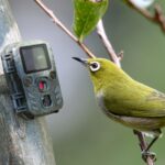 Camera Wild 1080P 12MP IP56 PIR IR 18m per Osservazione Fauna, TX-117